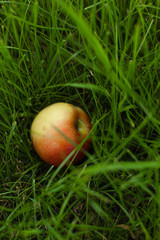 ripe red yellow apple lies on the grass