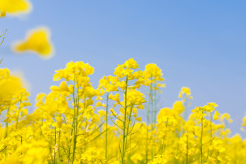 Canola flower fields, Komono, Mie, Japan