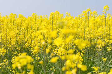 Canola flower fields, Komono, Mie, Japan