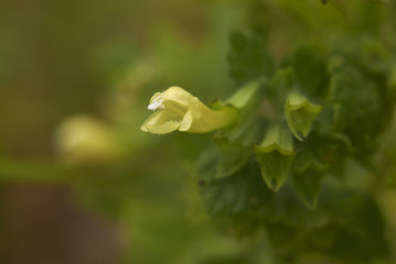 Melissa officinalis