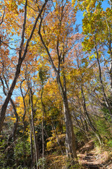 Naklejka premium 秋のハイキングコース