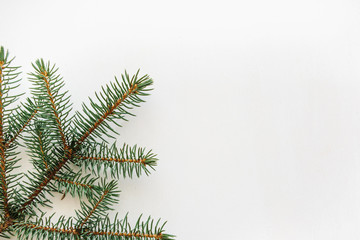 Branch of spruce on a white background. Christmas backdrop. Nearby place for text.