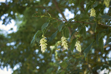 Ostrya carpinifolia