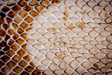 Fototapeta premium snake skin - texture close up in the detail