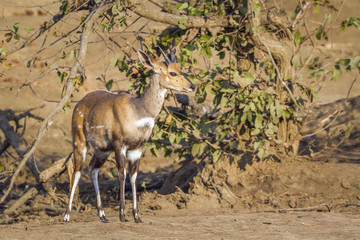 Cape bushbuck in Kruger National park, South Africa ; Specie Tragelaphus sylvaticus family of Bovidae