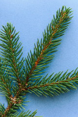 A branch of spruce on a blue background. Christmas backdrop.