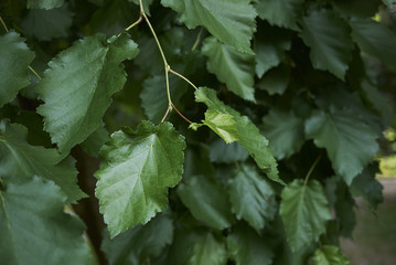Corylus colurna