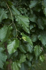 Corylus colurna