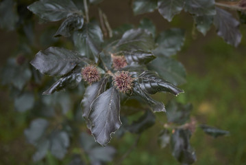  Fagus sylvatica purpurea