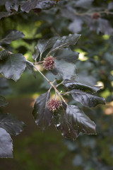 Fagus sylvatica purpurea