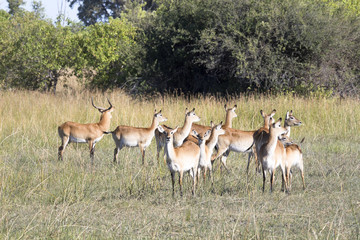 Naklejka na ściany i meble Southern lechwe, Kobus leche, Moremi National Park, Botswana