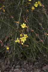 Jasminum nudiflorum