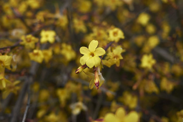 Jasminum nudiflorum