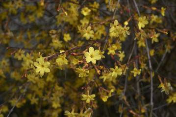 Jasminum nudiflorum