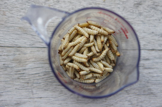 Waxworms in a measuring cup