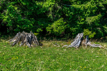 Zwei Baumstümpfe auf einer Wiese am Waldrand