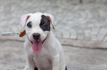 Puppy American bully dog species age 2 months and Owner.