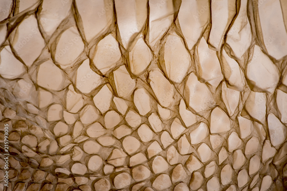 Wall mural snake skin - texture close up in the detail