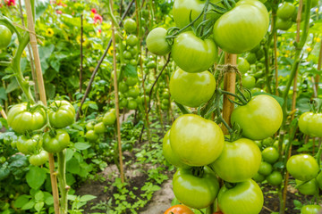 plump green tomatoes growing on lush vines in garden