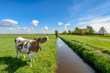 Cow next to a ditch in the polder near Rotterdam, Netherlands.