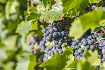 blue grapes in vineyard