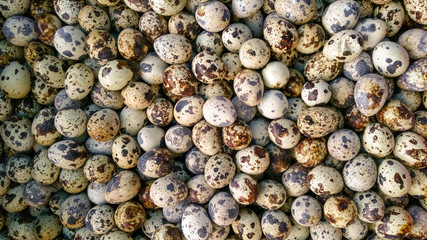Quail eggs High Protein foods .