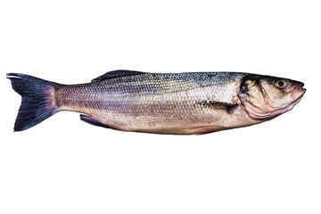 Raw sea bass on white background