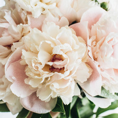 Closeup of pink peony flowers on white background.