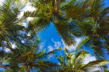 Fototapeta na wymiar Palm branch and blue sky