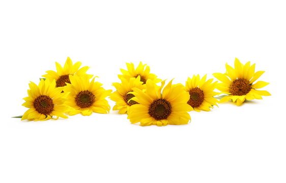 Sunflowers isolated on white background