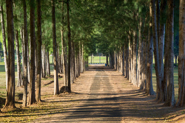  row of pine trees on the golf course.
