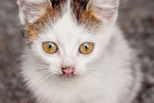 White spotted kitty with a distinct look. Close-up portrait_
