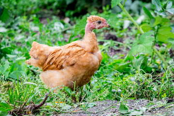 Young chicken a breed Naked Neck in the garden among the green grass_