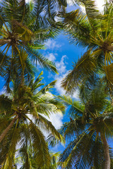 Obraz na płótnie Canvas Palm branch and blue sky
