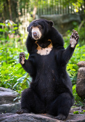 Obraz na płótnie Canvas Malayan Sun Bear (Helarctos malayanus) relax in the atmosphere of nature.