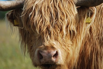 Highlander (razza bovina) Scozzese