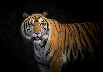 Fototapeta na wymiar Asian tiger on a black background.