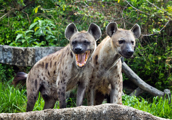 Obraz premium Family spotted hyena in the wild.