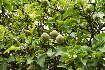 Green fruits on the tree