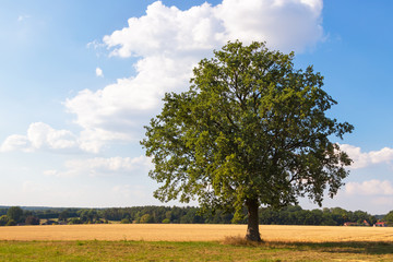 Beautiful freestanding tree, typical landscape in Lower Saxony, Lüneburg Heath. Northern Germany (with copy-space)