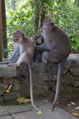 Monkey