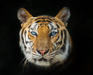  face of a tiger on a black background.