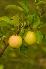 Crop of green apples on an apple tree; summer.