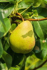 Growing pear on branch in a garden.