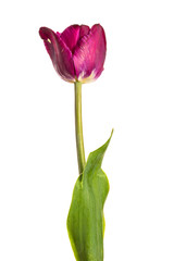 Single purple tulip flower isolated on white background