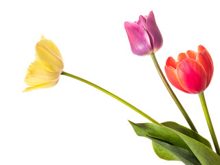 Multi-colored flowers tulips of natural coloring isolated on white background