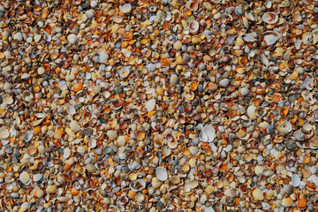 Sea shells on beach as background