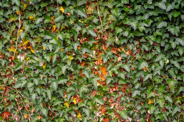 wall covered in ivy in an abandoned house