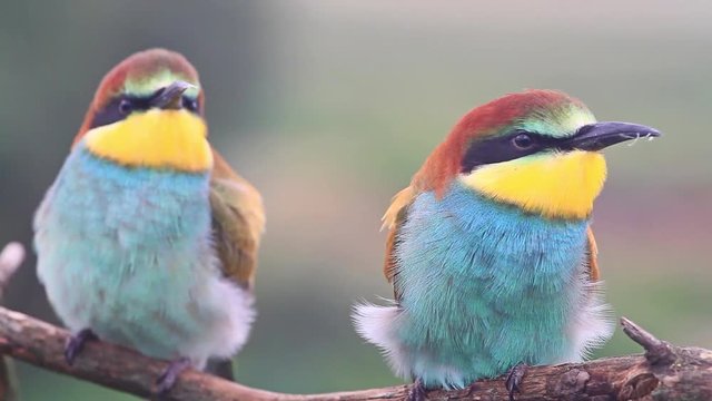 Cute exotic colored birds are sitting on a branch/Cute exotic colored birds are sitting on a branch