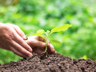 Human hands are planting young plant into fertile soil.